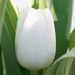 Balta tulpė