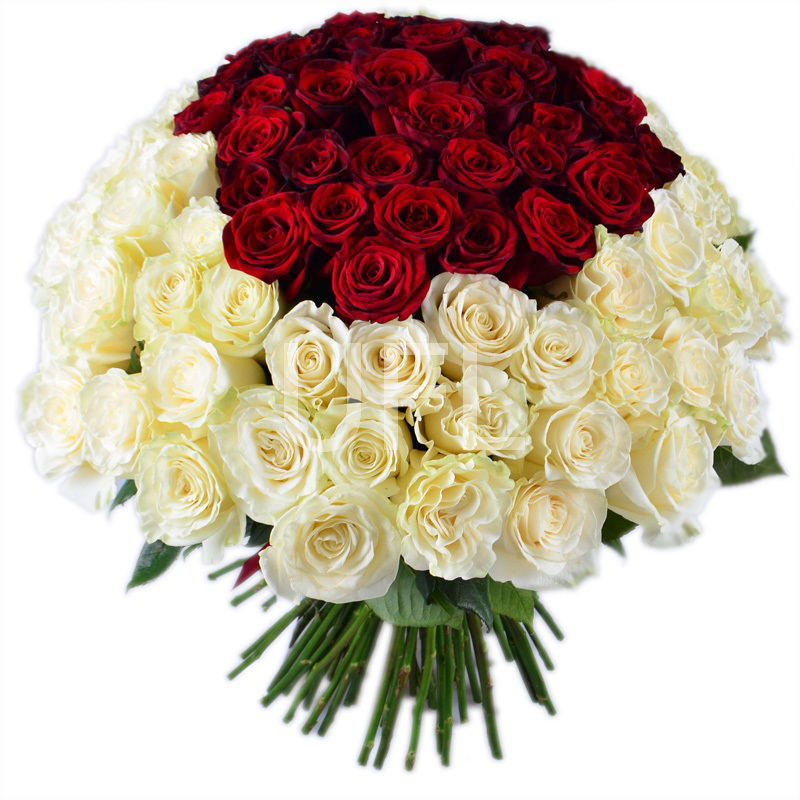 Baltos rožės su raudonom viduryje 1