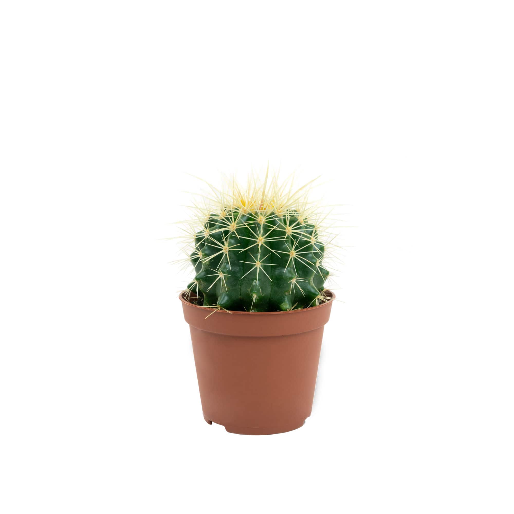 Kaktusas iki 10cm 1