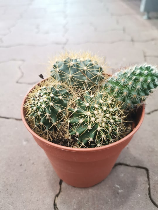 Kaktusas nuo 10cm iki 20cm 2