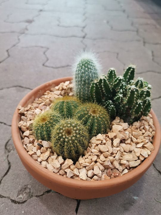 Kaktusas nuo 10cm iki 20cm 3