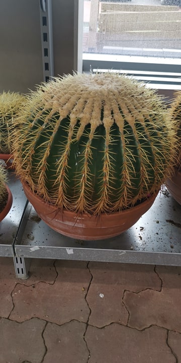 Kaktusas nuo 10cm iki 20cm 4