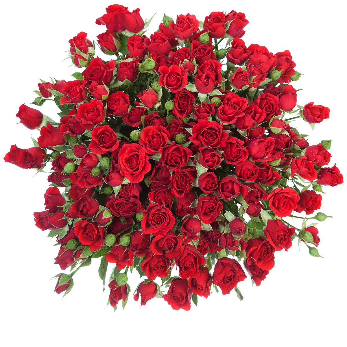 Raudonos smulkiažiedės rožės 2