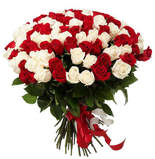 101 rožė (Raudonos ir baltos rožės) 1