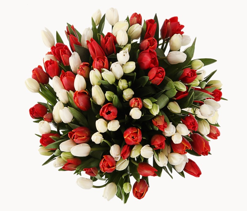 Raudonos ir baltos tulpės 3