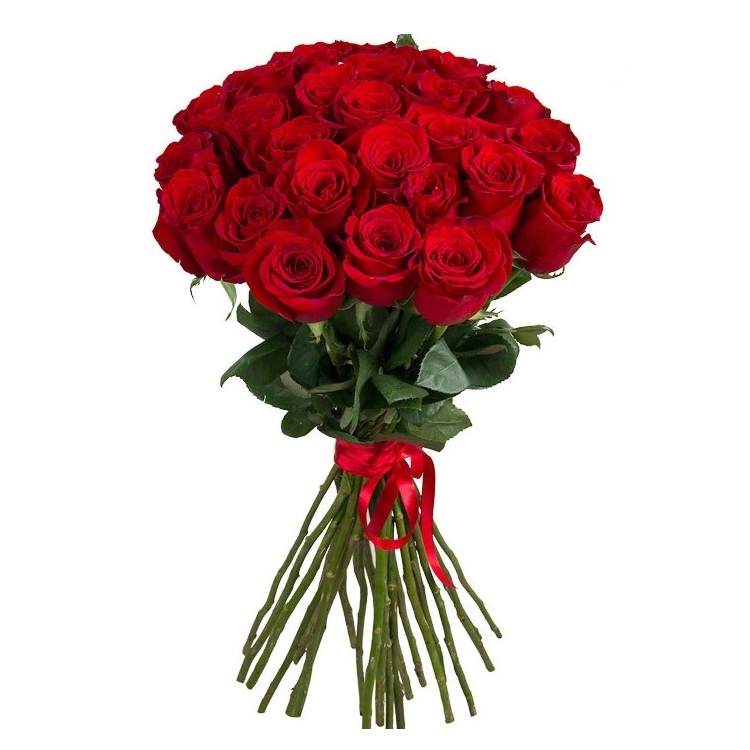 Rožės Klasika - Raudonos 60-70cm 1