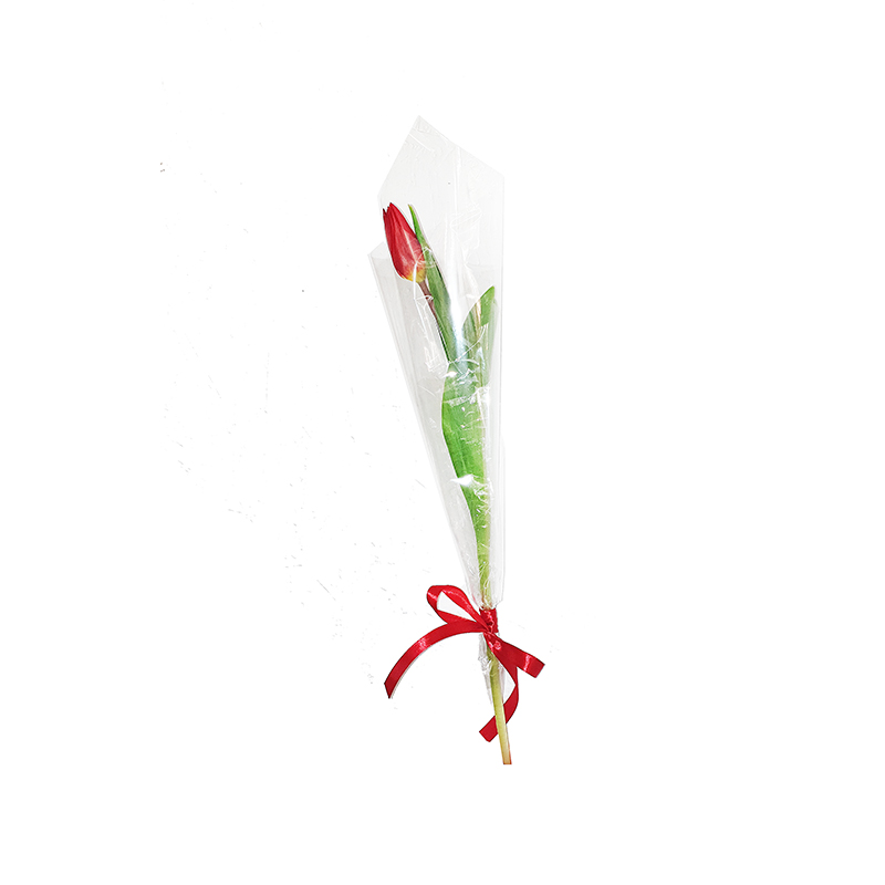 Viena raudona tulpė celofane 1