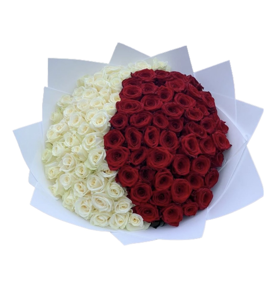 [VILNIUS, KLAIPĖDA] Baltos - Raudonos rožės 1